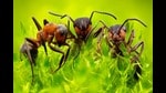 One of the pieces featured in the book, Ranjit Lal’s For Queen And Colony, follows two ants, Mishri and Meethi Boli, as they try to win over the Queen of the colony, ‘Rani Sahiba’, by defeating their nemesis, Ms Khatri Chabuk. Above, a magnified photograph of ants. (Shutterstock)