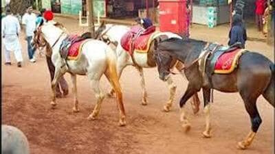 Equine rearing is an emerging practice in Punjab providing substantial income to farmers. (HT File) Equine rearing is an emerging practice in Punjab providing substantial income to farmers. (HT File)