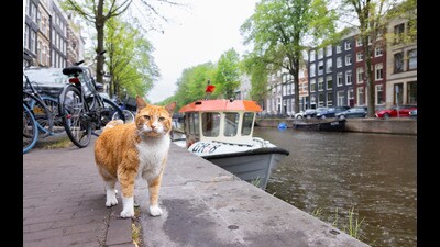 In Netherlands, restaurants adopt cats as a way to keep rodents out. Amsterdam is also home to De Poezenboot (The Catboat), a rare floating cat shelter. It was founded in the 1960s, and now operates as the base of a cat-welfare NGO too. (Photo by Andrew Marttila) In Netherlands, restaurants adopt cats as a way to keep rodents out. Amsterdam is also home to De Poezenboot (The Catboat), a rare floating cat shelter. It was founded in the 1960s, and now operates as the base of a cat-welfare NGO too. (Photo by Andrew Marttila)