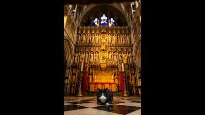 In country after country, the book’s co-authors found, cats are worshipped, cared for and treasured as part of the landscape. Above, Hodge, the cat at London’s Southwark Cathedral. (Photo by Andrew Marttila) In country after country, the book’s co-authors found, cats are worshipped, cared for and treasured as part of the landscape. Above, Hodge, the cat at London’s Southwark Cathedral. (Photo by Andrew Marttila)