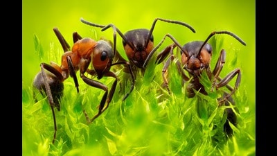 One of the pieces featured in the book, Ranjit Lal’s For Queen And Colony, follows two ants, Mishri and Meethi Boli, as they try to win over the Queen of the colony, ‘Rani Sahiba’, by defeating their nemesis, Ms Khatri Chabuk. Above, a magnified photograph of ants. (Shutterstock) One of the pieces featured in the book, Ranjit Lal’s For Queen And Colony, follows two ants, Mishri and Meethi Boli, as they try to win over the Queen of the colony, ‘Rani Sahiba’, by defeating their nemesis, Ms Khatri Chabuk. Above, a magnified photograph of ants. (Shutterstock)