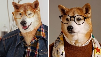 Bodhi, NYC Shiba Inu who became famous as ‘Menswear Dog,’ dies aged 15 (mensweardog/Instagram) Bodhi, NYC Shiba Inu who became famous as ‘Menswear Dog,’ dies aged 15 (mensweardog/Instagram)
