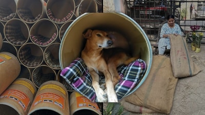From upcycling drums to sewing boris, animal lovers in NCR are doing everything possible to provide the stray dogs with some much-needed warmth. From upcycling drums to sewing boris, animal lovers in NCR are doing everything possible to provide the stray dogs with some much-needed warmth.
