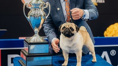 Vito the pug makes history by becoming first of its breed to win Best in Show at this year's National Dog Show, since it was first televised in 2002 Vito the pug makes history by becoming first of its breed to win Best in Show at this year's National Dog Show, since it was first televised in 2002