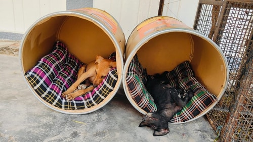 Drum beds, made by Gurugrammer Jagjit Singh, can be collected for free every Sunday from his residence near the Qutub Plaza market in DLF Phase I. Drum beds, made by Gurugrammer Jagjit Singh, can be collected for free every Sunday from his residence near the Qutub Plaza market in DLF Phase I.