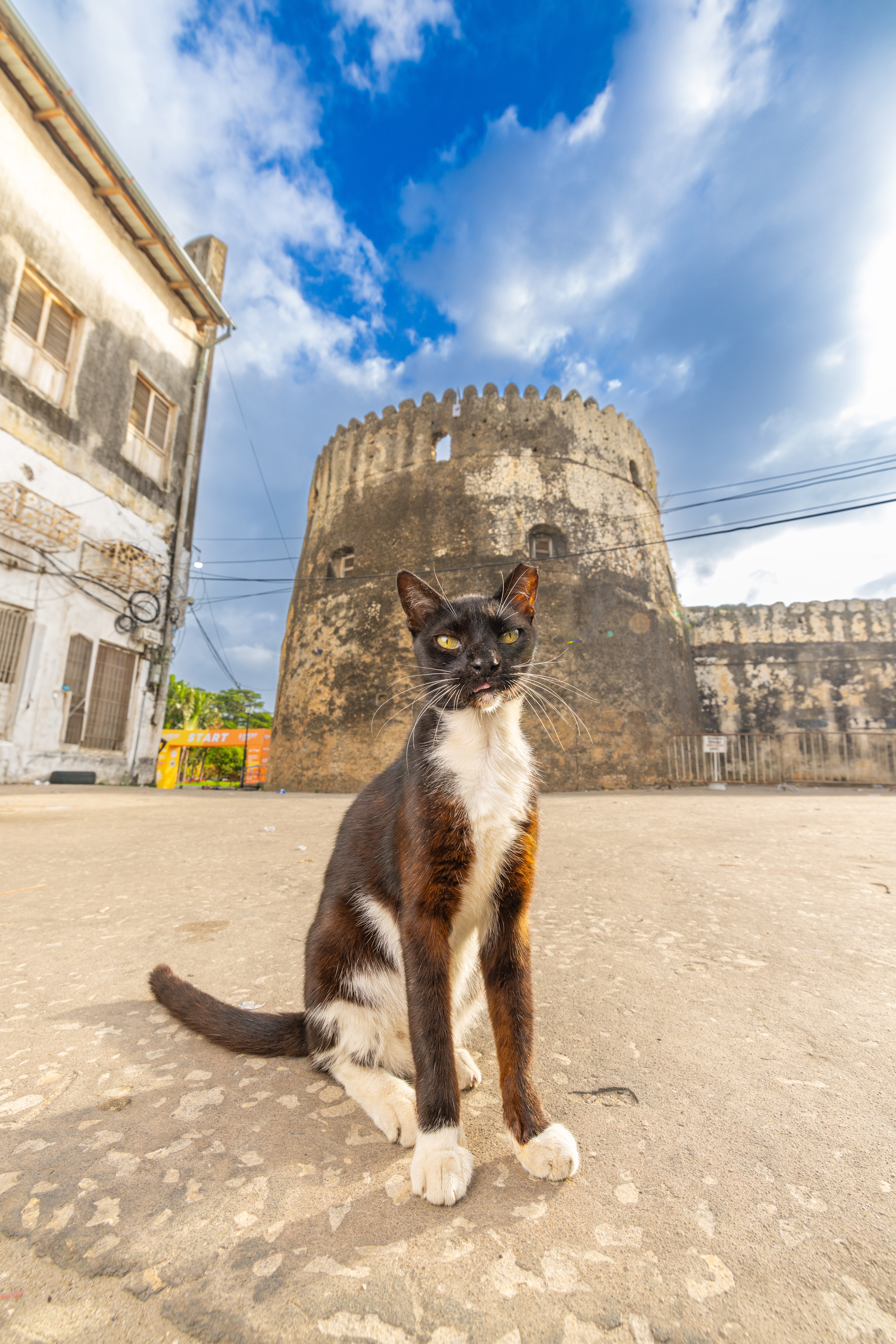 At the Old Fort in Zanzibar, Tanzania, built in 1699. Sharing space and community with felines is core to Zanzibari life, notes Shaw. If they’re napping on the island’s iconic wooden thresholds, people tiptoe around them so as not to wake them up. Each neighbourhood typically takes care for a group of local cats, with residents contributing milk, bread and fish. (Photo by Andrew Marttila) At the Old Fort in Zanzibar, Tanzania, built in 1699. Sharing space and community with felines is core to Zanzibari life, notes Shaw. If they’re napping on the island’s iconic wooden thresholds, people tiptoe around them so as not to wake them up. Each neighbourhood typically takes care for a group of local cats, with residents contributing milk, bread and fish. (Photo by Andrew Marttila)