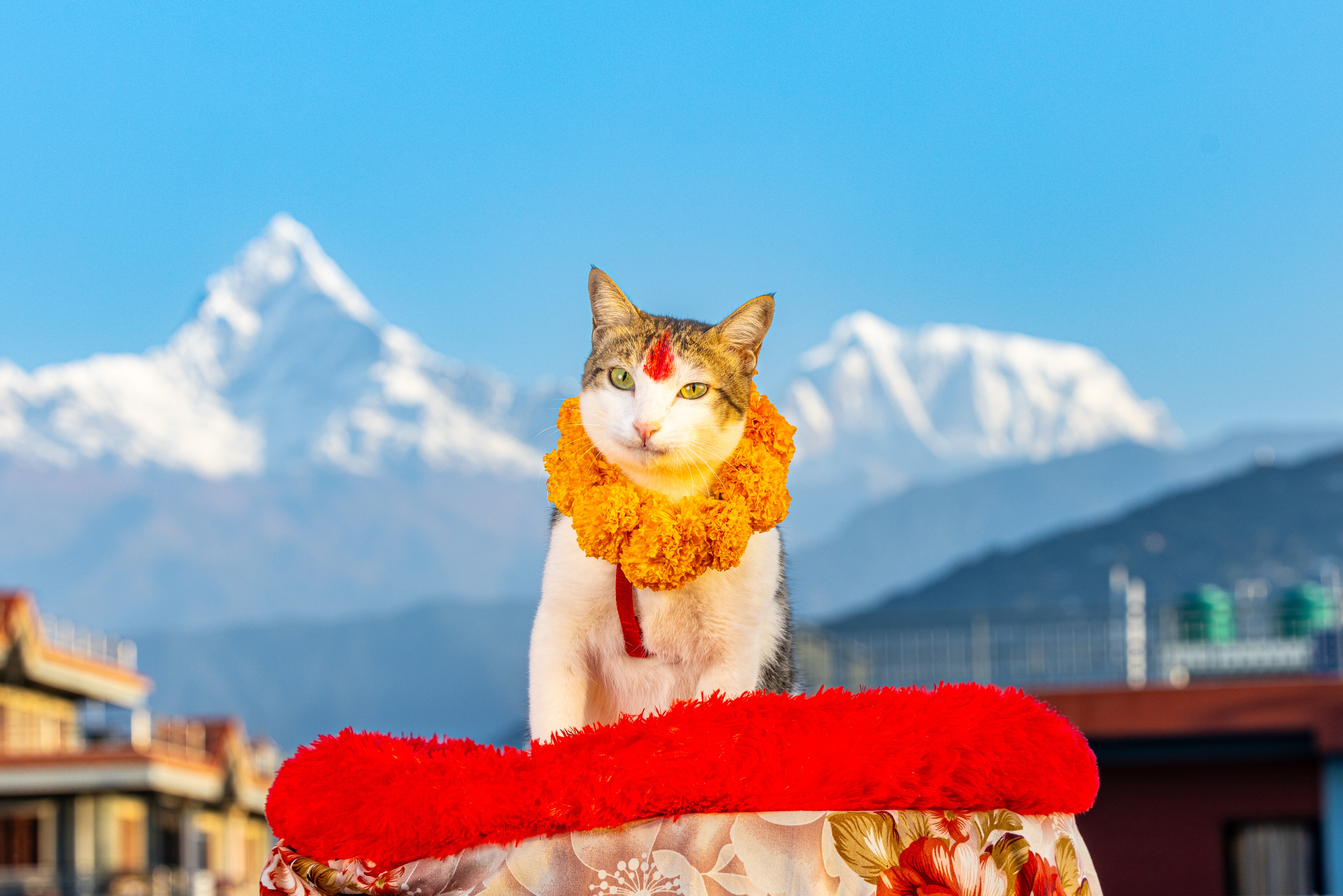 A cat in Nepal gets some dressing-up on Biralo Tihar, a day marked by a worship of one’s feline friends. (Photo by Andrew Marttila) A cat in Nepal gets some dressing-up on Biralo Tihar, a day marked by a worship of one’s feline friends. (Photo by Andrew Marttila)