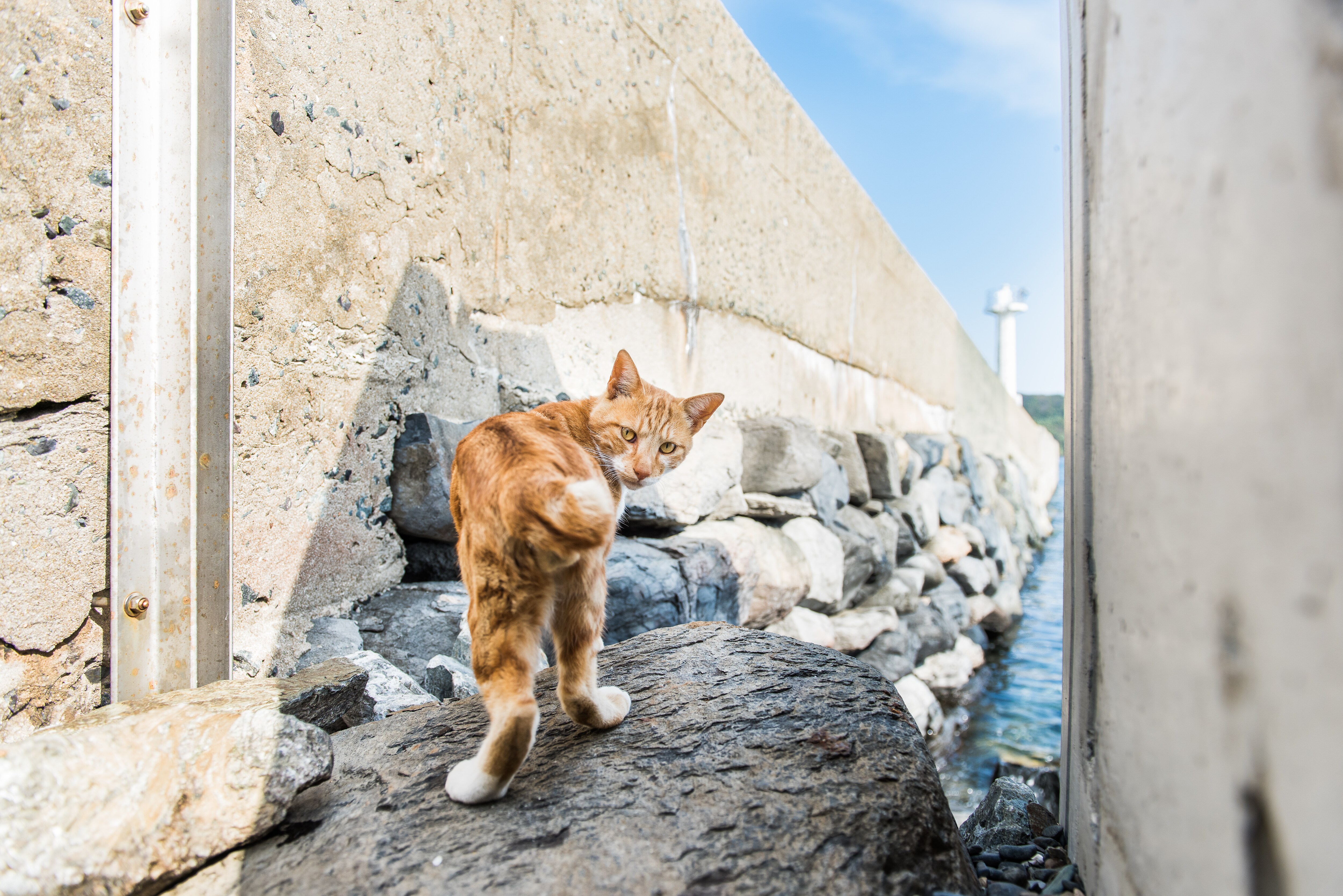 Japan is popular for ‘cat islands’ such as Ainoshima, which are essentially remote fishing villages inhabited by large populations of felines. When these islands initially made news for their feline residents, locals were confused by the rush of tourists. There are now signs across the area, in multiple languages, that say: ‘Don’t feed the cats’. They can fend for themselves perfectly well. (Photo by Andrew Marttila) Japan is popular for ‘cat islands’ such as Ainoshima, which are essentially remote fishing villages inhabited by large populations of felines. When these islands initially made news for their feline residents, locals were confused by the rush of tourists. There are now signs across the area, in multiple languages, that say: ‘Don’t feed the cats’. They can fend for themselves perfectly well. (Photo by Andrew Marttila)