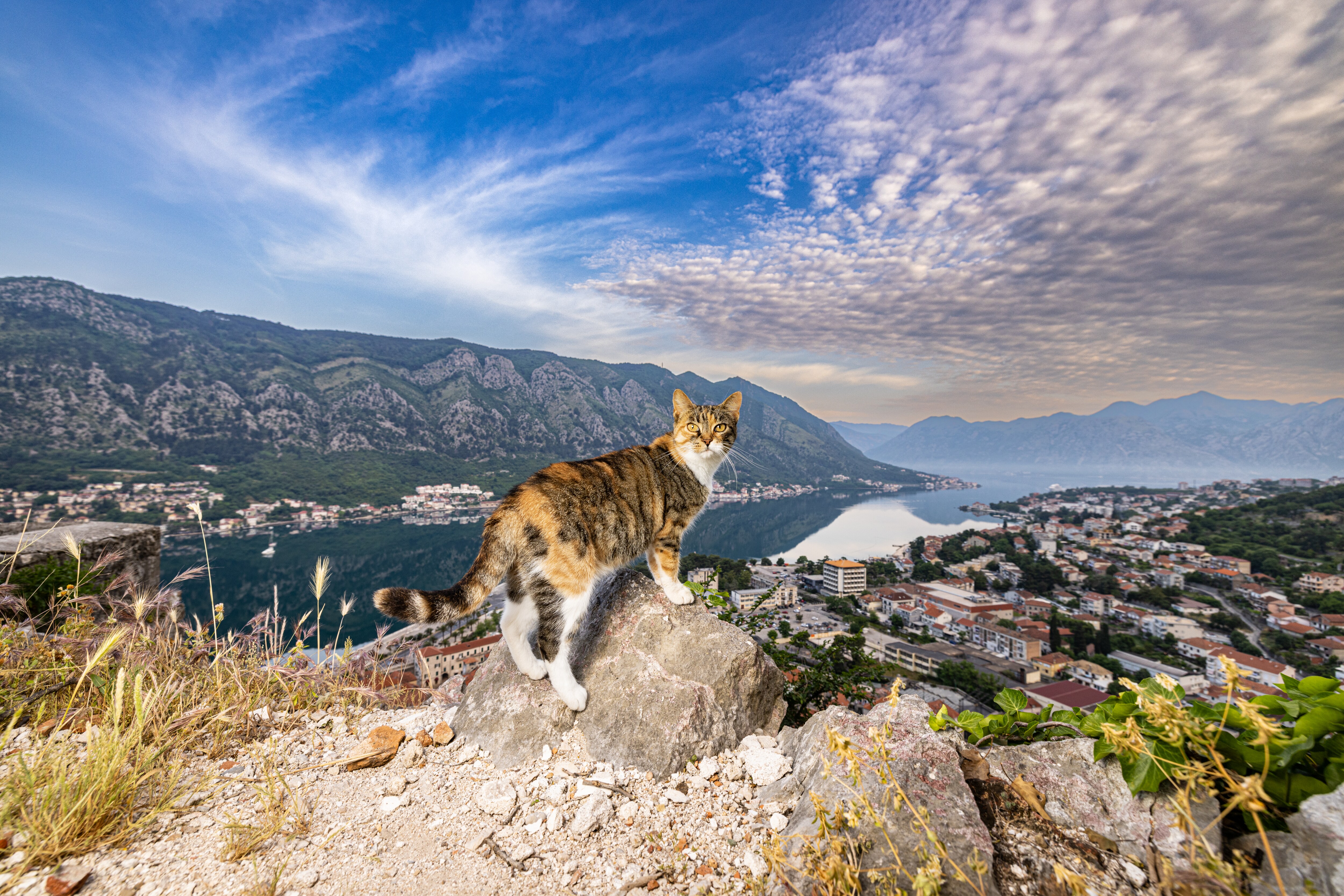 Montegro is home to the city of Kotor, where cats are worshipped. It is believed that they saved lives by eating rats and mice during the Black Death or bubonic plague pandemic of the 1300s. Centuries on, they are still viewed as saviours here. (Photo by Andrew Marttila) Montegro is home to the city of Kotor, where cats are worshipped. It is believed that they saved lives by eating rats and mice during the Black Death or bubonic plague pandemic of the 1300s. Centuries on, they are still viewed as saviours here. (Photo by Andrew Marttila)
