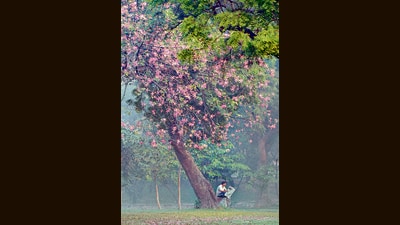 At Lodhi Garden earlier this month. Nothing can erase the exquisite beauty of Delhi’s winter, but the smog we have all contributed to certainly does obscure it. (HT Archives) At Lodhi Garden earlier this month. Nothing can erase the exquisite beauty of Delhi’s winter, but the smog we have all contributed to certainly does obscure it. (HT Archives)