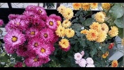 Close to Tulip Garden, the J&K government is going to set up a new garden, Bagh-e-Gul-e-Dawood (chrysanthemum theme garden). (HT Photo)