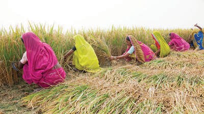Female agricultural workers face severe exploitation and violence that goes unaddressed due to their fear of losing work, social stigma, and power dynamics that favour landowners and male counterparts (HT Photo) Female agricultural workers face severe exploitation and violence that goes unaddressed due to their fear of losing work, social stigma, and power dynamics that favour landowners and male counterparts (HT Photo)