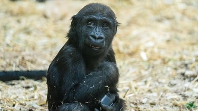 A young gorilla, Eyare, died after being accidentally struck by a hydraulic door at Calgary Zoo. (X/@calgaryzoo) A young gorilla, Eyare, died after being accidentally struck by a hydraulic door at Calgary Zoo. (X/@calgaryzoo)