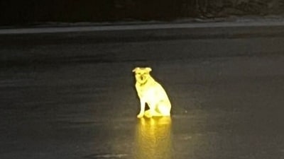 A Russian dog's loyalty touched hearts as she waited by the river for days after her owner drowned. (X/@unaiwind) A Russian dog's loyalty touched hearts as she waited by the river for days after her owner drowned. (X/@unaiwind)