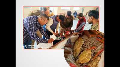 The seized turtles by GRP at Ayodhya Cantt railway station on Saturday. (Sourced) The seized turtles by GRP at Ayodhya Cantt railway station on Saturday. (Sourced)