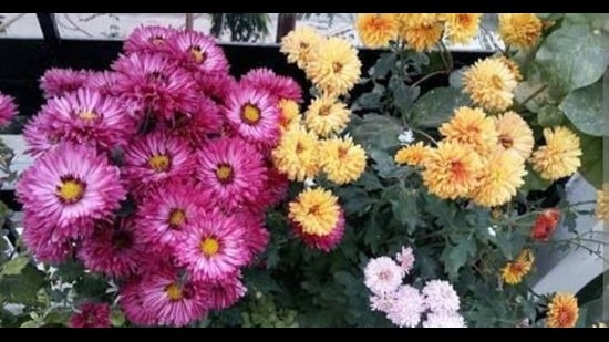 Close to Tulip Garden, the J&K government is going to set up a new garden, Bagh-e-Gul-e-Dawood (chrysanthemum theme garden). (HT Photo)