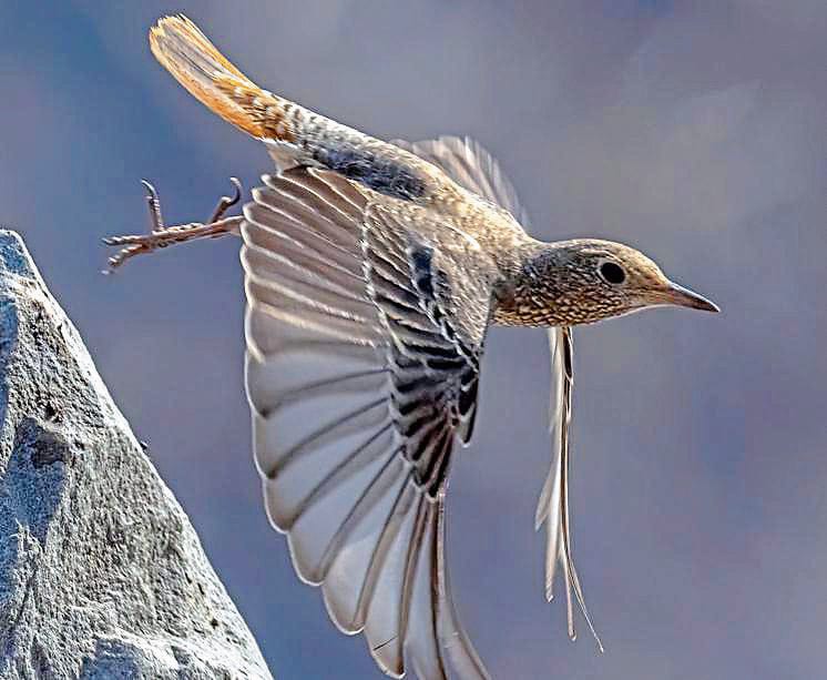 The female rufous-tailed rock thrush at Chakki Modh. (Navjot Singh) The female rufous-tailed rock thrush at Chakki Modh. (Navjot Singh)