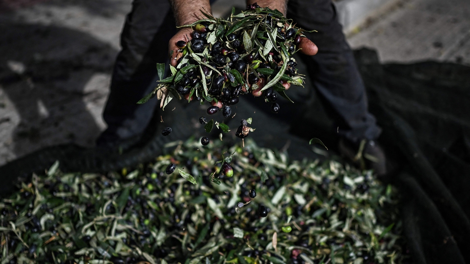 Kentsel zeytin hasadında sağlık riskleri: Uzmanlar şehirde yetiştirilen yağdaki kirleticilere karşı uyarıyor | Sağlık