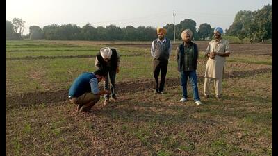 A field inspection being carried out by state agriculture department officials at Ajrawar village in Patiala. (HT Photo) A field inspection being carried out by state agriculture department officials at Ajrawar village in Patiala. (HT Photo)