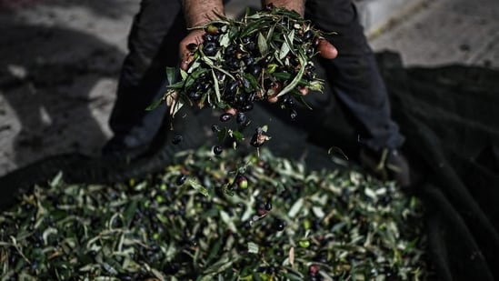 While Glyfada's olive oil is given away for free, health experts caution against pollution from urban areas. (Photo by Aris MESSINIS / AFP)