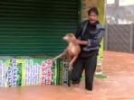 A viral video showed a man rescuing a dog trapped in floodwaters during Cyclone Fengal.


