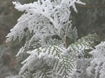 Snowfall hit 46 inches in Barnes Corner and Copenhagen, New York(Unsplash)