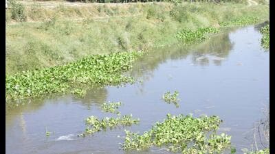 Activists are set to hold a protest on December 3 over the Buddha Nullah pollution. (HT photo) Activists are set to hold a protest on December 3 over the Buddha Nullah pollution. (HT photo)