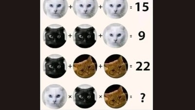 Solve this cat puzzle and prove your puzzle-solving skills. (Screengrab X/@UpwardChanging) Solve this cat puzzle and prove your puzzle-solving skills. (Screengrab X/@UpwardChanging)