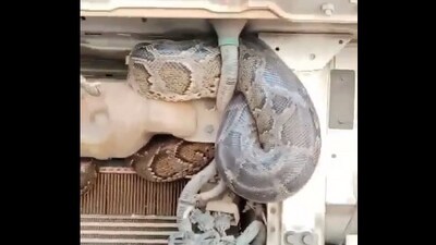 Python travelled 98 km hidden in truck engine, rescued safely by forest officials. (Instagram) Python travelled 98 km hidden in truck engine, rescued safely by forest officials. (Instagram)