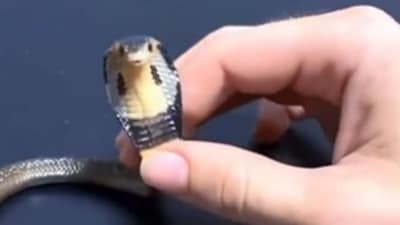Man pet a baby cobra barehanded in viral video, sparking mixed reactions online. (Instagram/world_of_snakes_) Man pet a baby cobra barehanded in viral video, sparking mixed reactions online. (Instagram/world_of_snakes_)