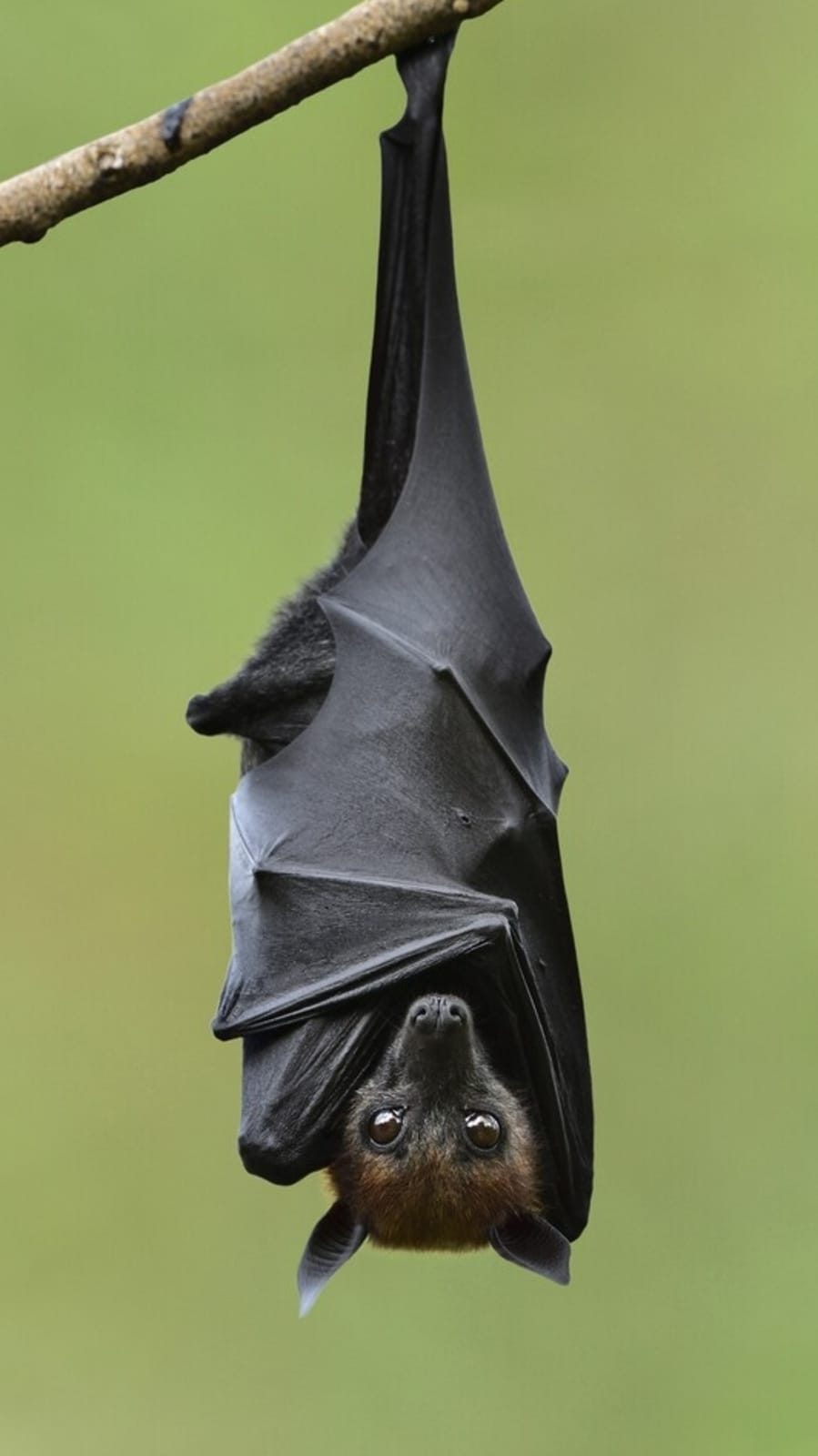 bat