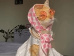 demure_cat