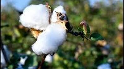 Known as ‘white gold,’ cotton remains the economic backbone of Punjab’s semi-arid regions. (HT File) Known as ‘white gold,’ cotton remains the economic backbone of Punjab’s semi-arid regions. (HT File)