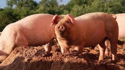 Bimbadhar Gouda, a 45-year-old theatrical performer who played a demon in a Ramayana production, was arrested for tearing open a live pig's guts and eating its raw meat while performing in the Ganjam region of Odisha. (pic for representational purpose only) Bimbadhar Gouda, a 45-year-old theatrical performer who played a demon in a Ramayana production, was arrested for tearing open a live pig's guts and eating its raw meat while performing in the Ganjam region of Odisha. (pic for representational purpose only)
