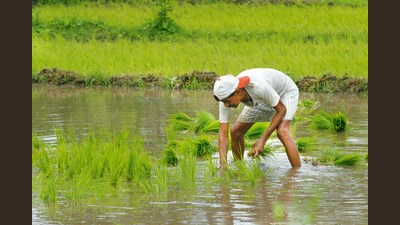 The one-time ₹2,000 per acre bonus approved by the Haryana council of ministers before the assembly elections in August on account of high input cost on agricultural and horticultural crops due to adverse weather conditions during Kharif 2024 season will only be paid to land registered under Meri Fasal Mera Byora (MFMB) web portal in the first tranche. (Mint File photo) The one-time ₹2,000 per acre bonus approved by the Haryana council of ministers before the assembly elections in August on account of high input cost on agricultural and horticultural crops due to adverse weather conditions during Kharif 2024 season will only be paid to land registered under Meri Fasal Mera Byora (MFMB) web portal in the first tranche. (Mint File photo)