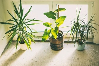 Transform your space with plants that purify air and reduce pollution. (Pexels)