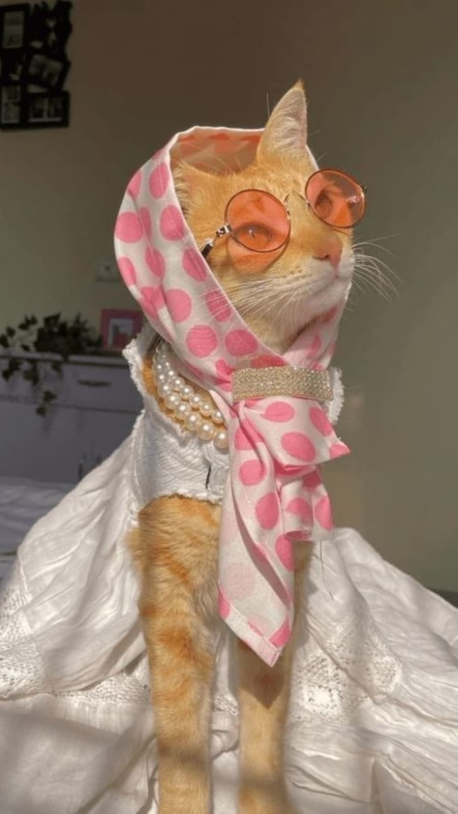 demure_cat
