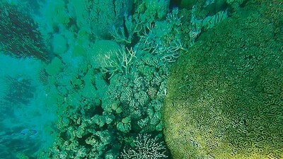84.6% reefs were affected. (PTI)