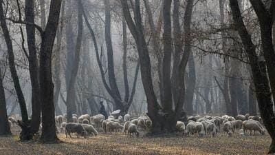 A Kashmiri shepherd watches over his flock of sheep grazing in central Kashmir. (REUTERS)