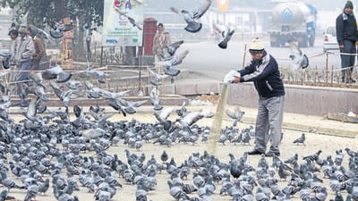 PMC has announced punitive action against individuals found feeding pigeons in open spaces across the city. (Hindustan Times (PIC FOR REPRESENTATION)) PMC has announced punitive action against individuals found feeding pigeons in open spaces across the city. (Hindustan Times (PIC FOR REPRESENTATION))