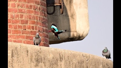 Pigeons and a kingfisher spotted at the Sukhna Lake in Chandigarh on Wednesday. (Ravi Kumar/HT)