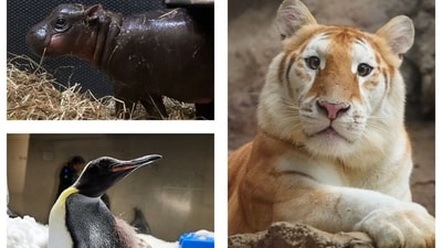Adorable animals taking over the internet Adorable animals taking over the internet