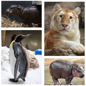 Adorable animals taking over the internet Adorable animals taking over the internet