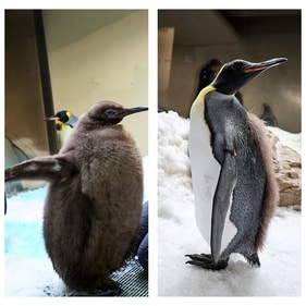 Pesto the Penguin's evolution from a chick to a teenager going through teenage Pesto the Penguin's evolution from a chick to a teenager going through teenage