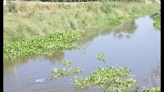 Activists say the waste from dyeing units has been polluting the Buddha Nullah.