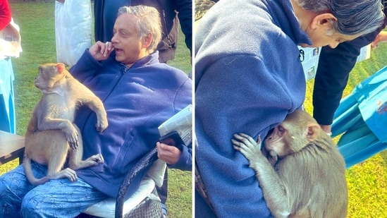 The image shows a monkey on Shashi Tharoor's lap. (@ShashiTharoor)