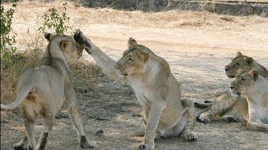 The Maldhari communities have lived inside protected areas with lions for over 150 years while some communities near Gir have a three-decade history of coexistence. (AFP File Photo)