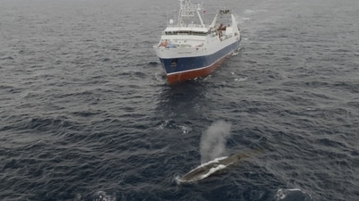 In this image from video provided by Sea Shepherd Global, the Norwegian Aker Biomarine's Antarctic Endeavour krill fishing ship sails near a whale in the Southern Ocean on March 6, 2023. (AP) In this image from video provided by Sea Shepherd Global, the Norwegian Aker Biomarine's Antarctic Endeavour krill fishing ship sails near a whale in the Southern Ocean on March 6, 2023. (AP)
