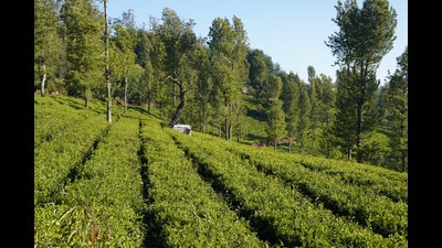 India targeted to restore 26 million hectares of degraded lands by 2030, of which restoration of more than 22.5 million hectares (mha) has been achieved. (HT PHOTO)