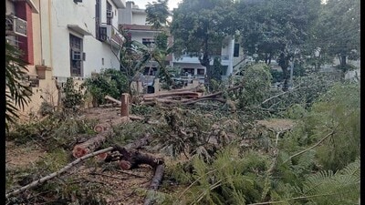 Number of trees axed illegally in the park situated in Basant city in Ludhiana on Thursday. (HT Photo)